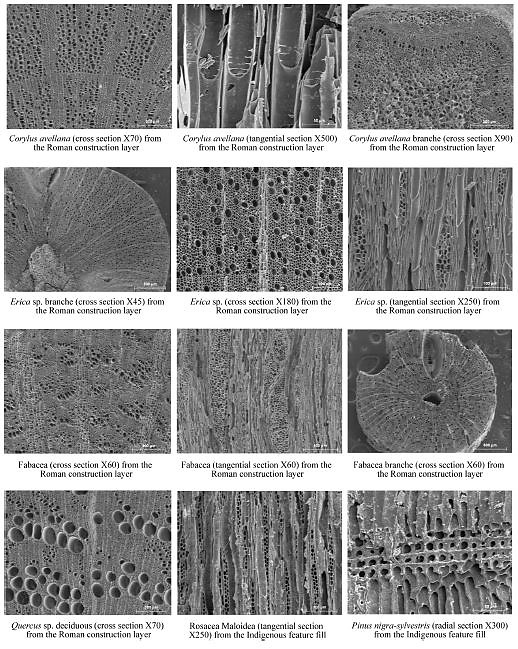 ESTUDIO ANTRACOLÓGICO | ANTHRACOLOGICAL STUDY